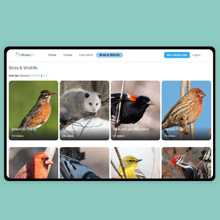 Bird Recognition App